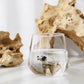 Hund Glas